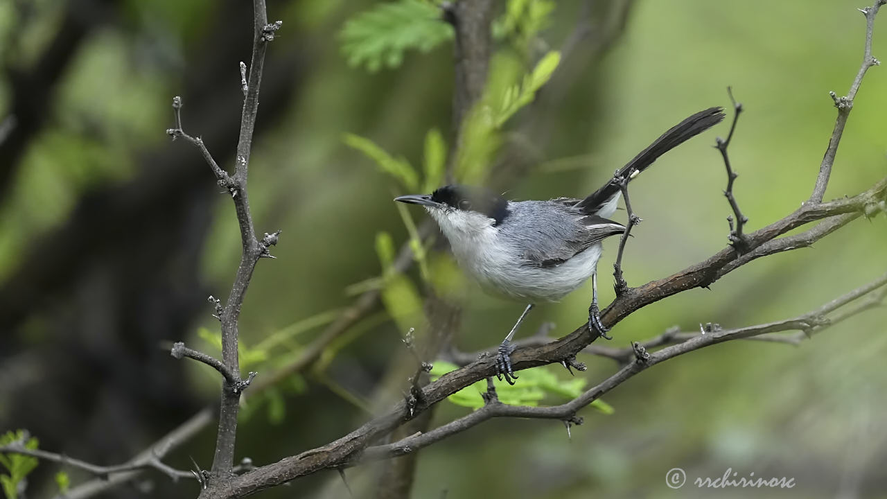 Marañon gnatcatcher