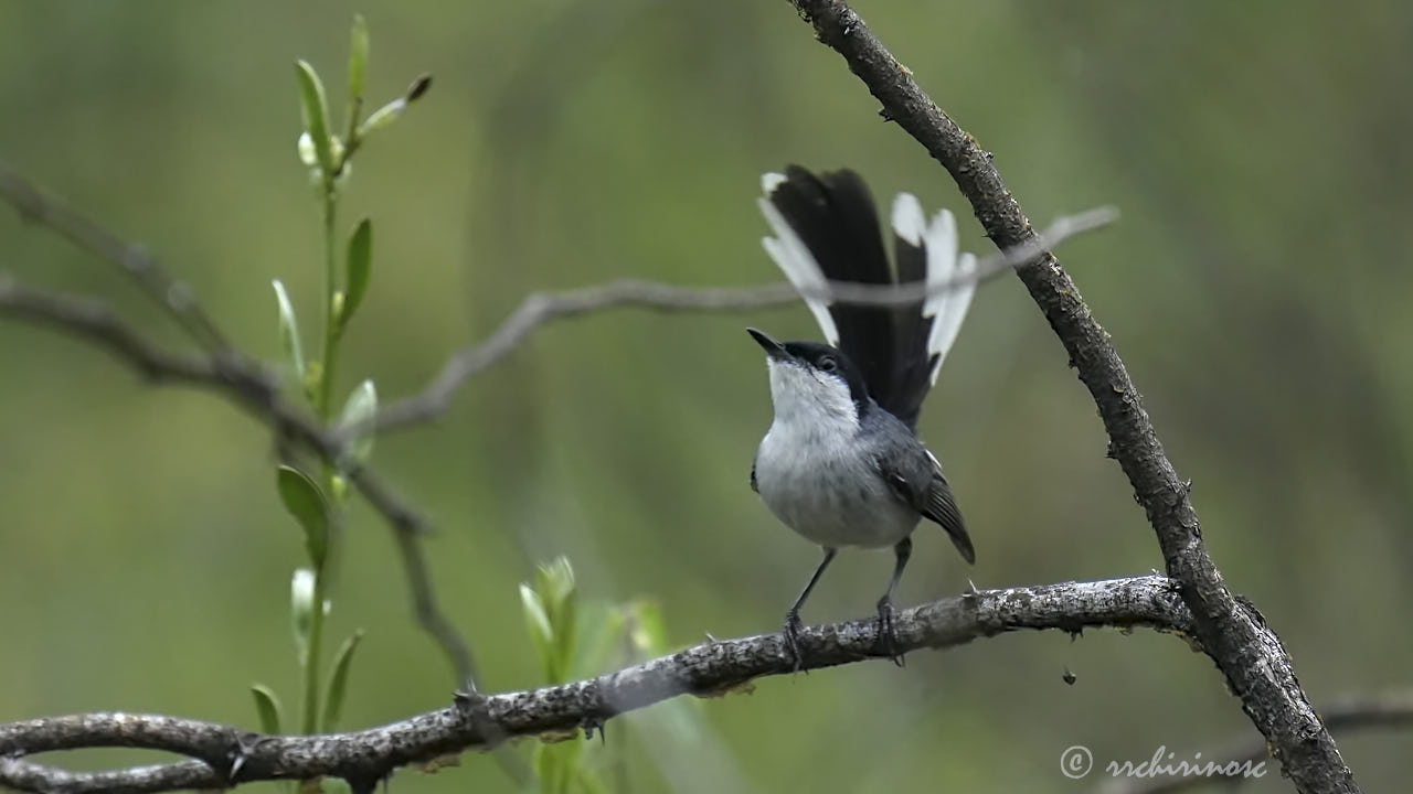 Marañon gnatcatcher
