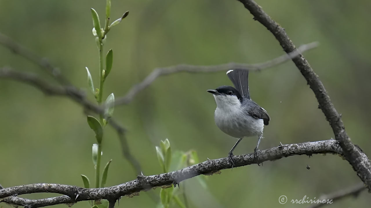 Marañon gnatcatcher