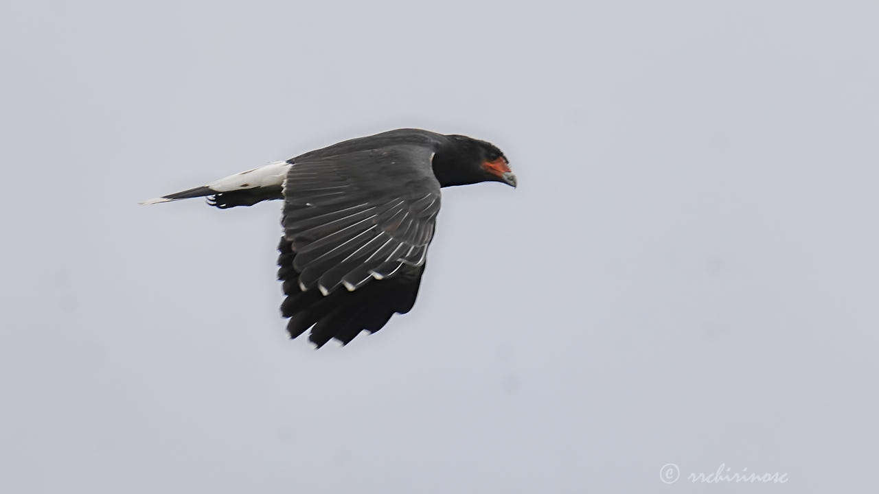 Mountain caracara