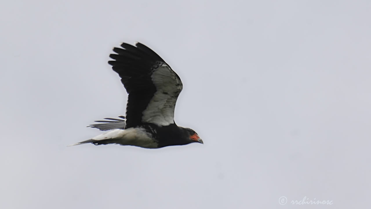 Mountain caracara
