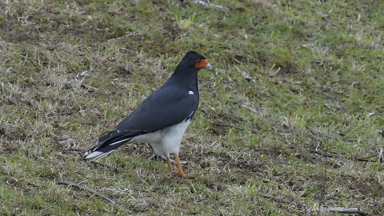 Mountain caracara