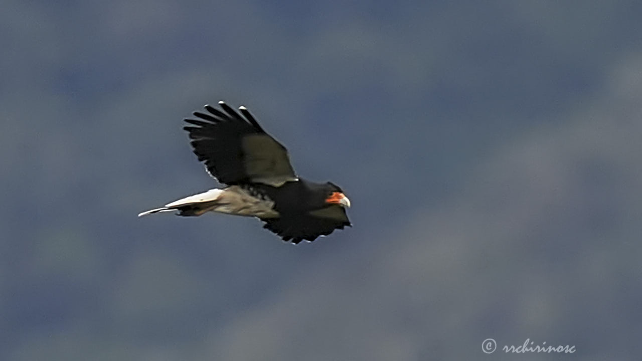 Mountain caracara