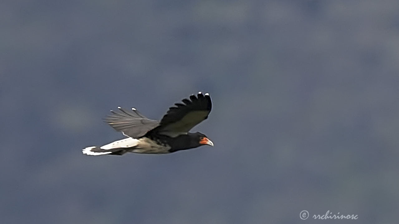 Mountain caracara