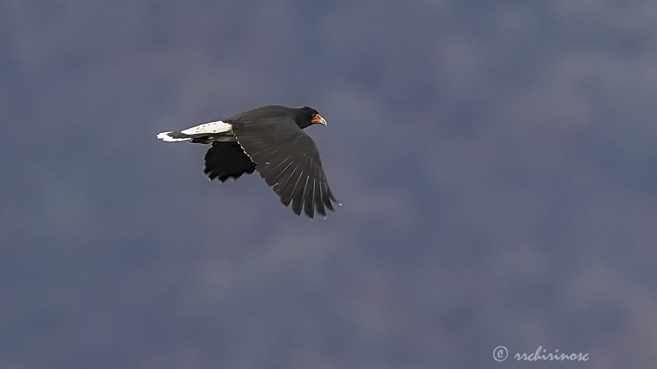 Mountain caracara