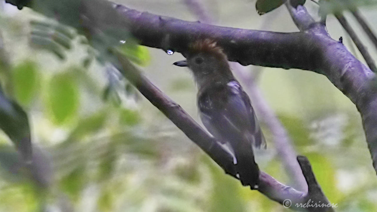 Northern slaty-antshrike