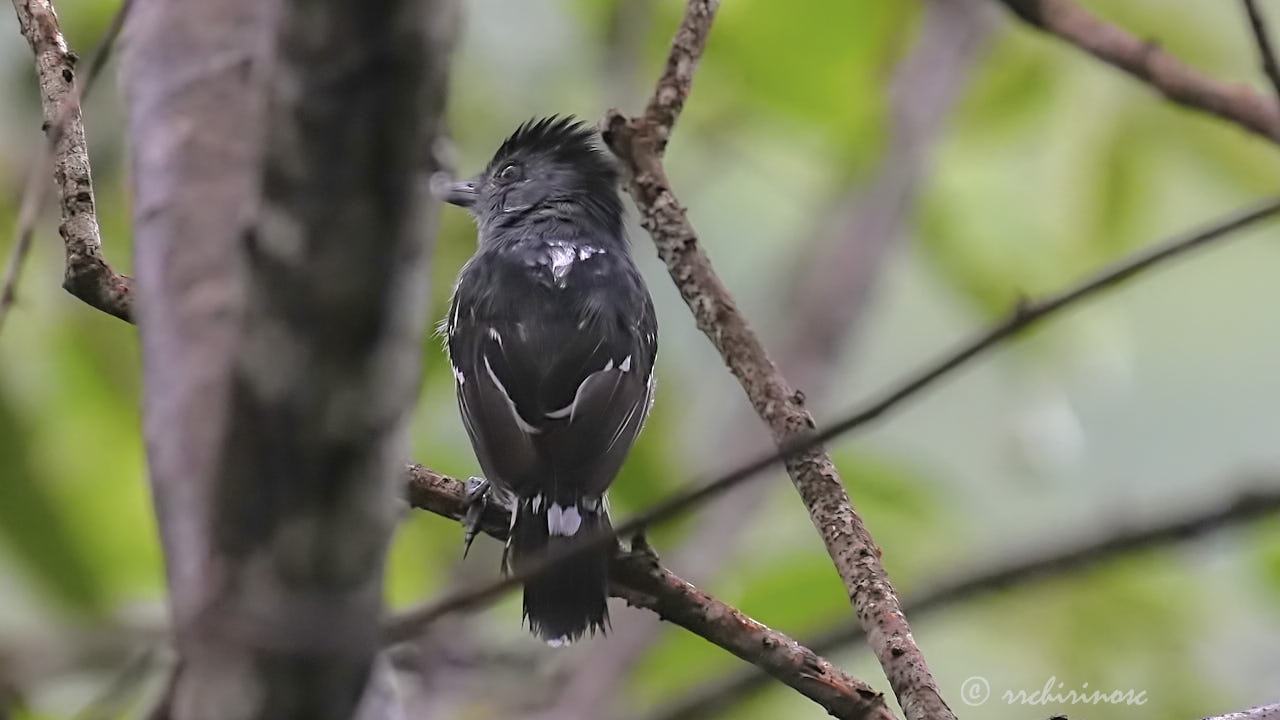 Northern slaty-antshrike