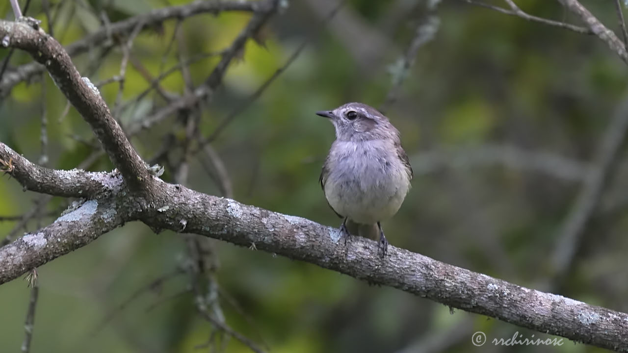 Pacific elaenia
