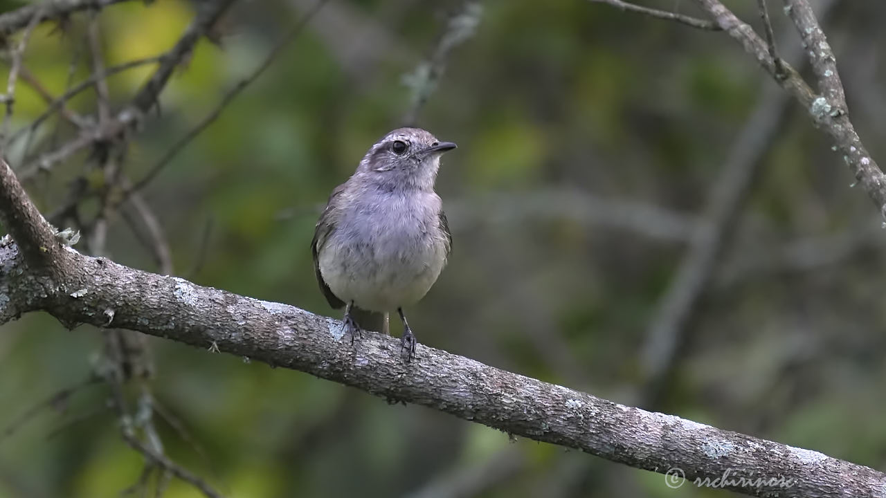 Pacific elaenia