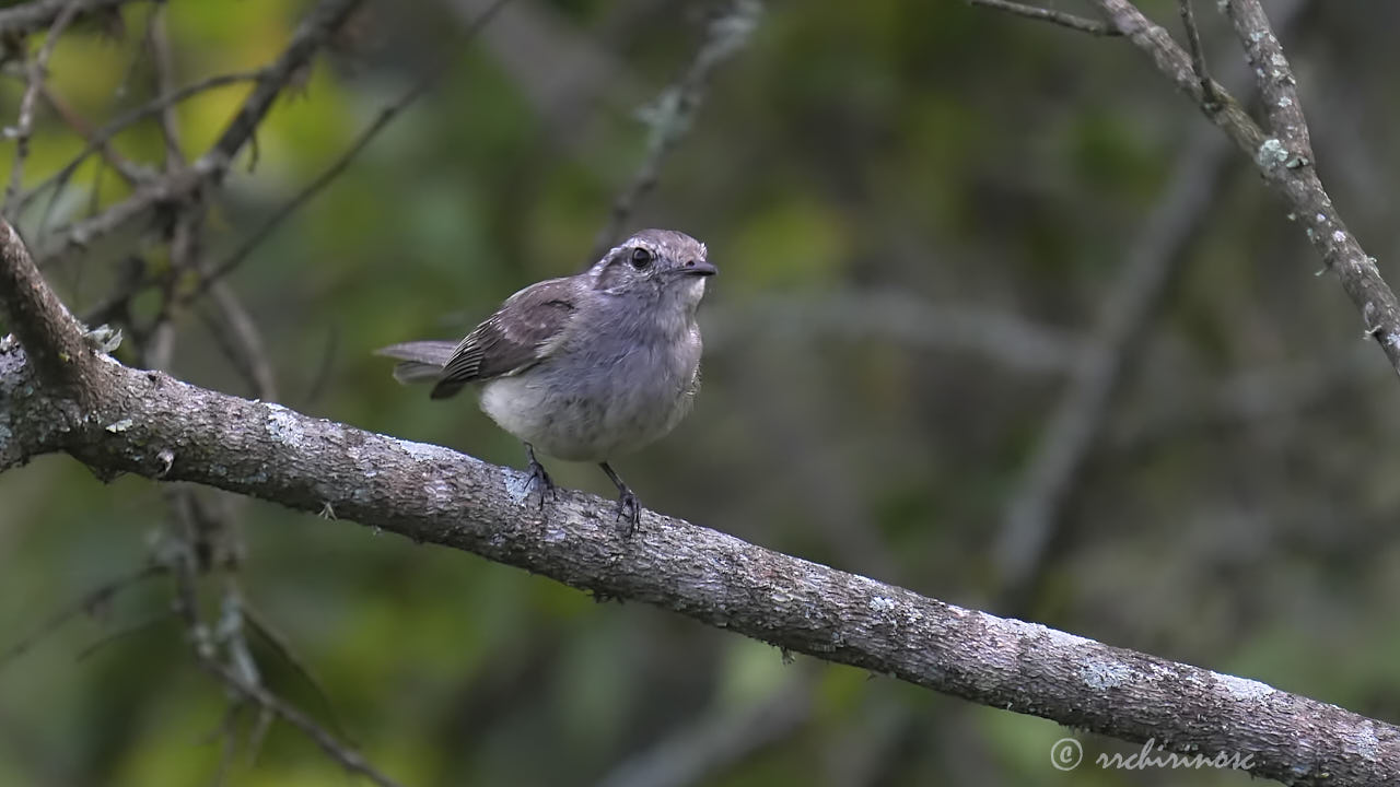 Pacific elaenia