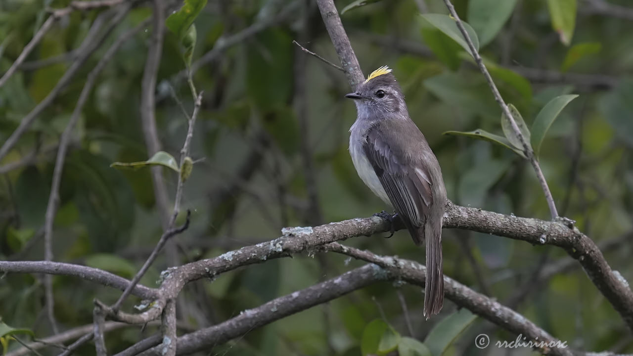 Pacific elaenia