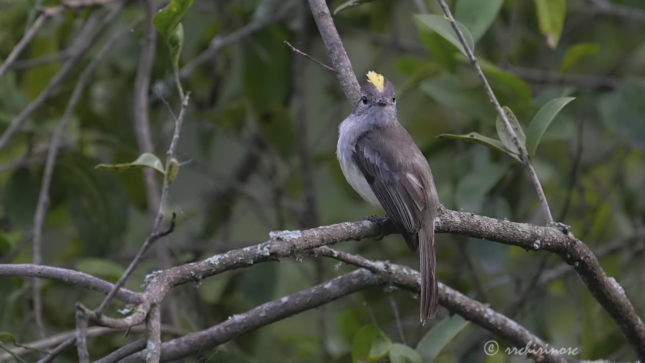 Pacific elaenia