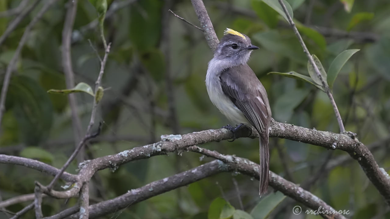 Pacific elaenia