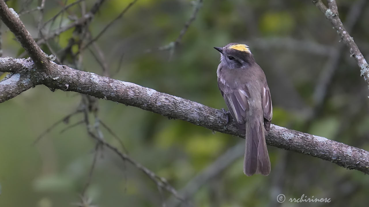 Pacific elaenia