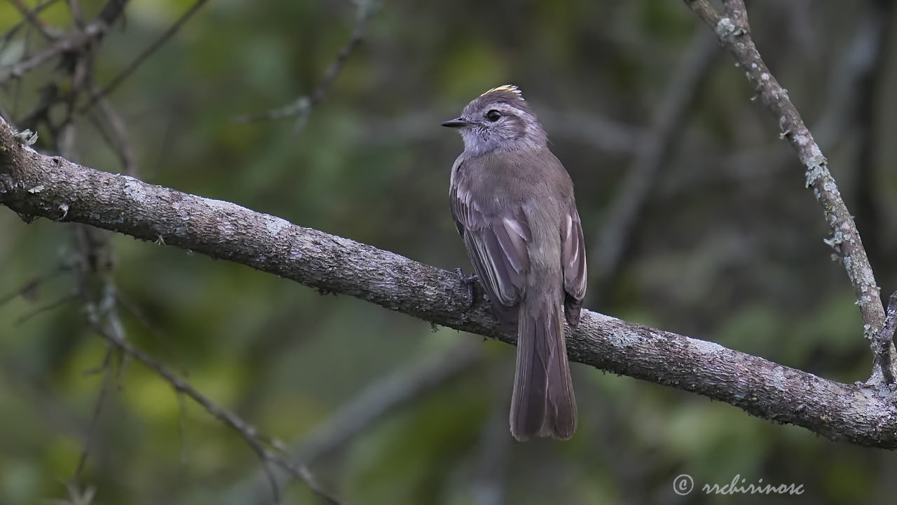 Pacific elaenia