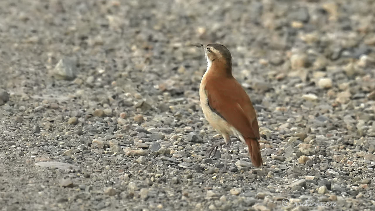 Pacific hornero