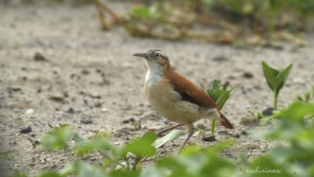 Pacific hornero