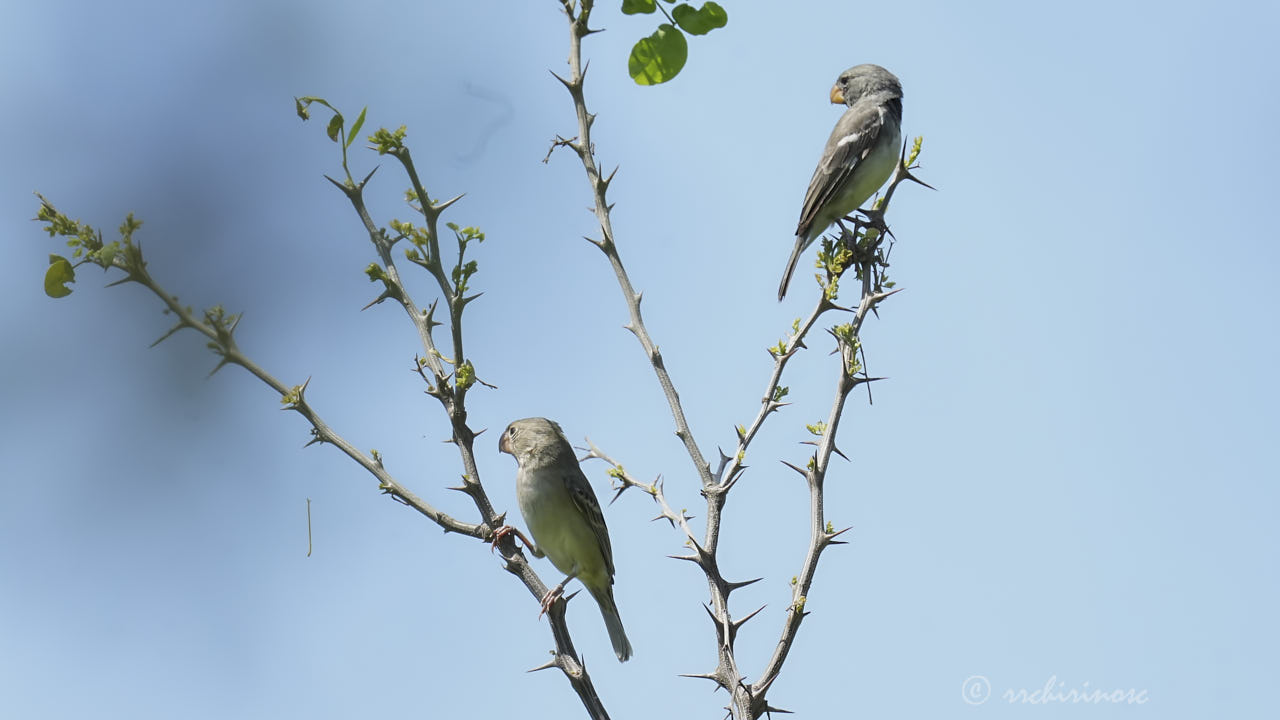 Parrot-billed seedeater