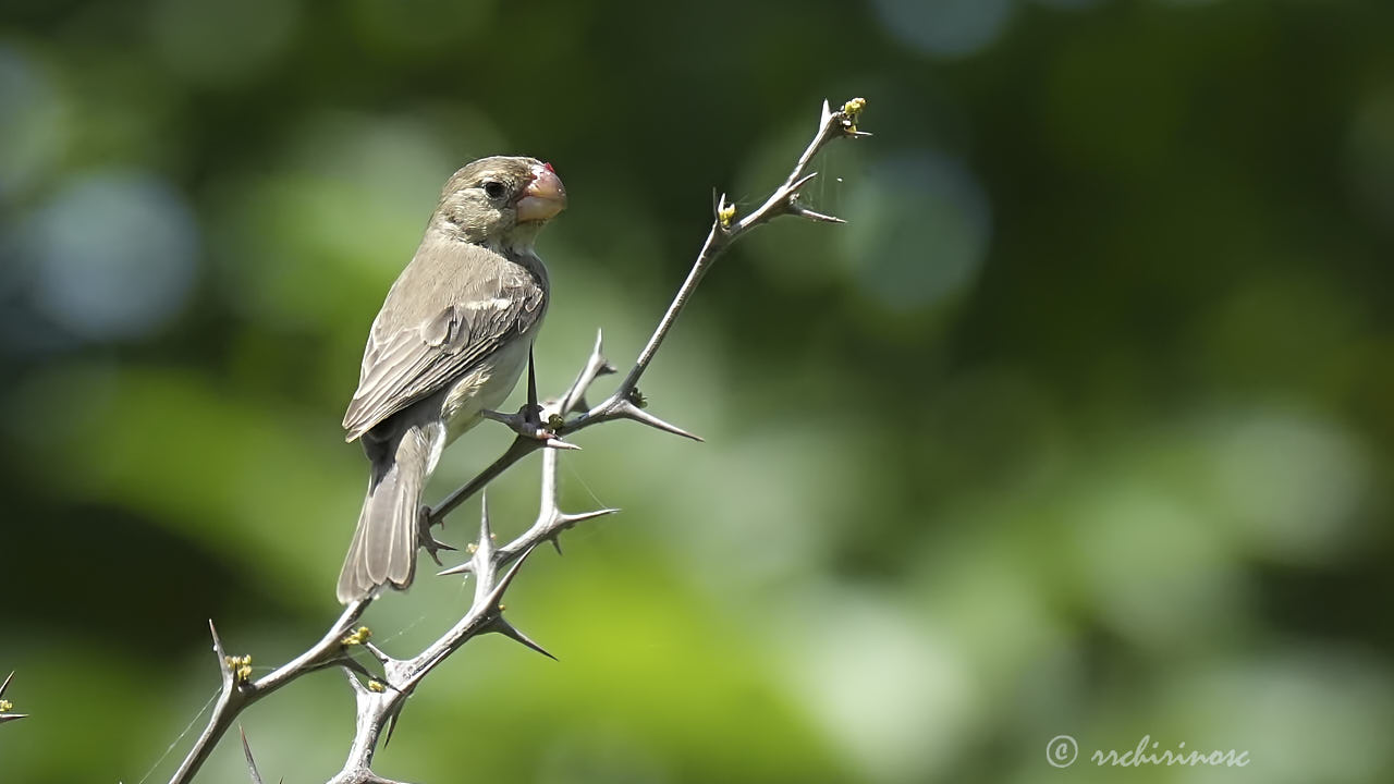 Parrot-billed seedeater