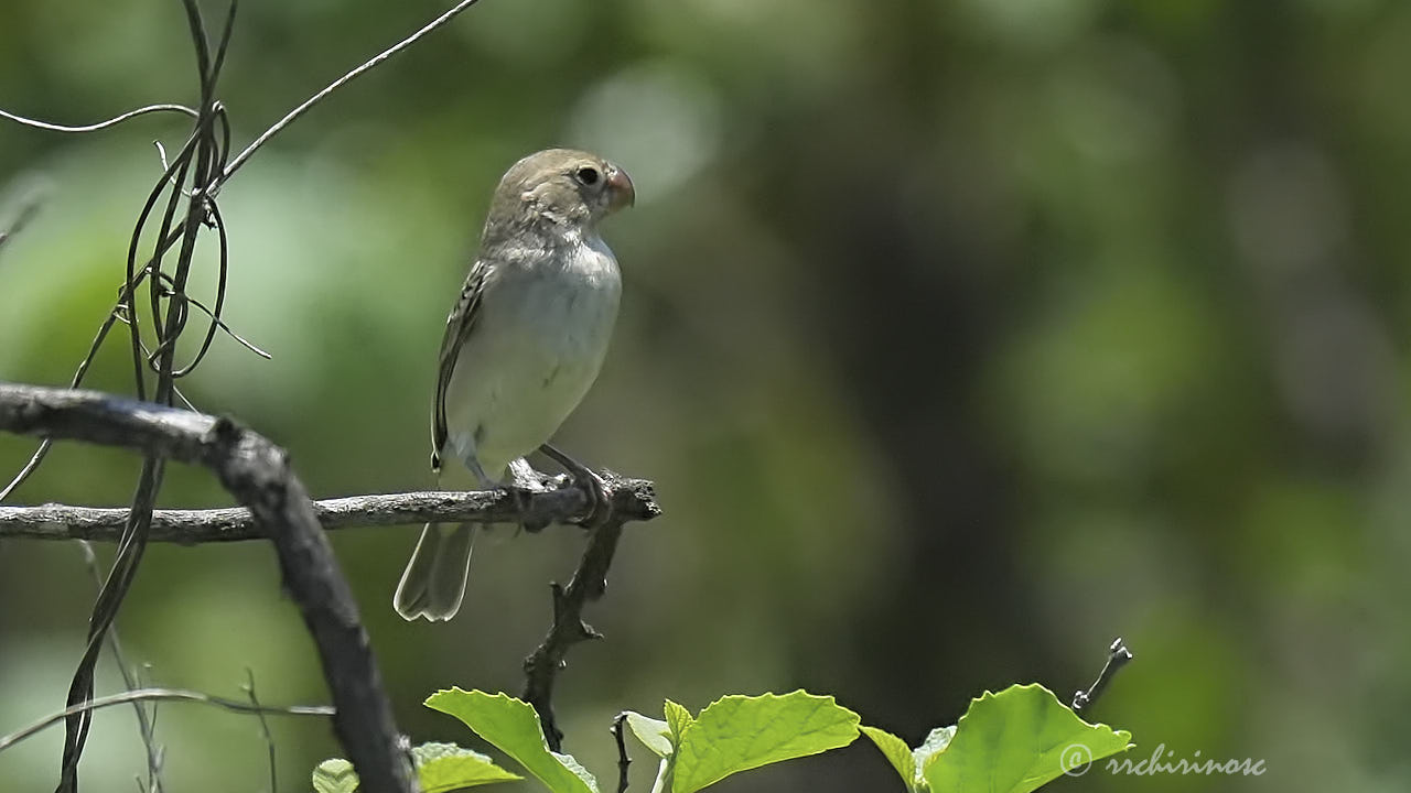 Parrot-billed seedeater