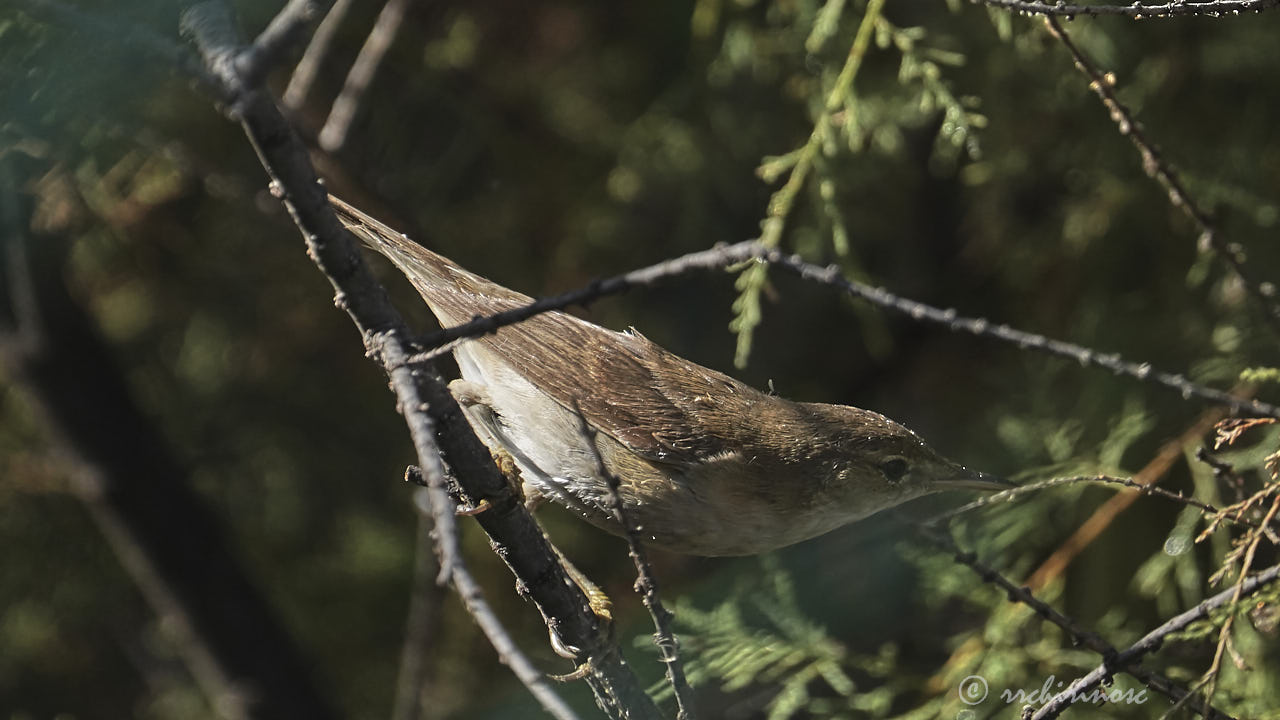 Great reed warbler