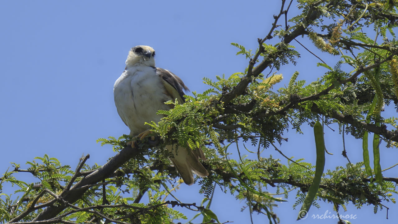 Pearl kite