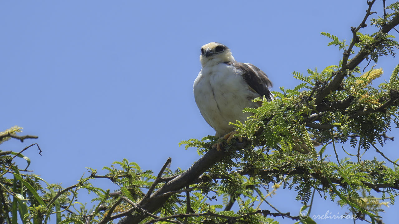 Pearl kite