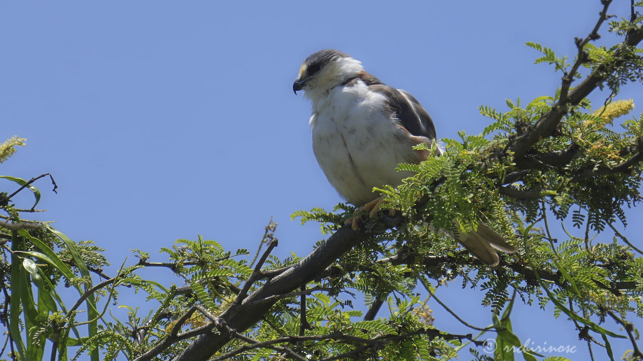 Pearl kite