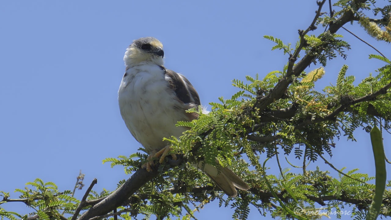 Pearl kite