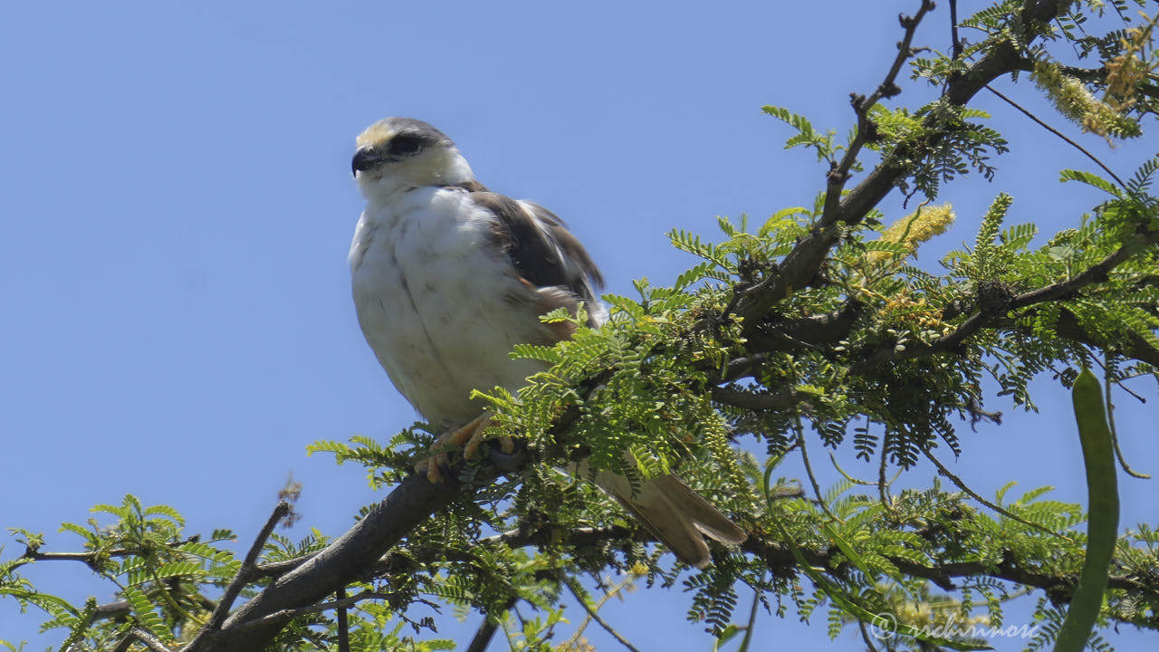 Pearl kite