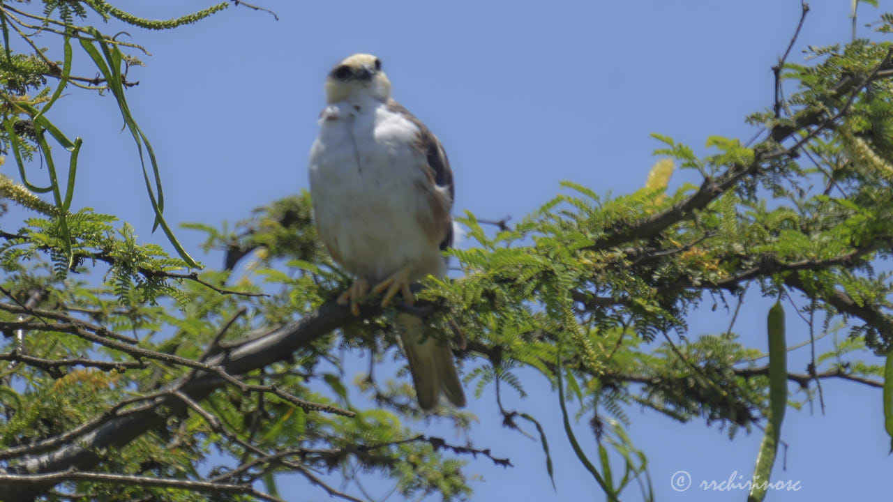 Pearl kite