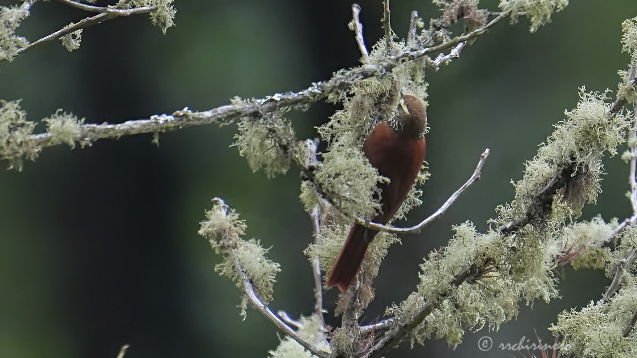 Pearled treerunner