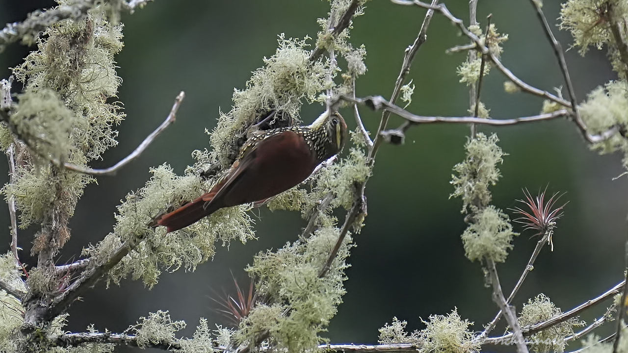 Pearled treerunner
