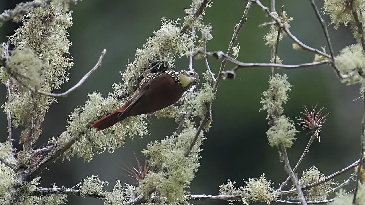 Pearled treerunner