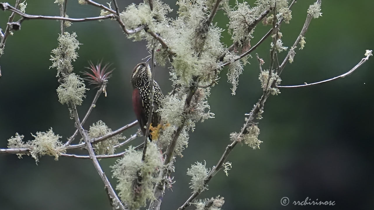 Pearled treerunner