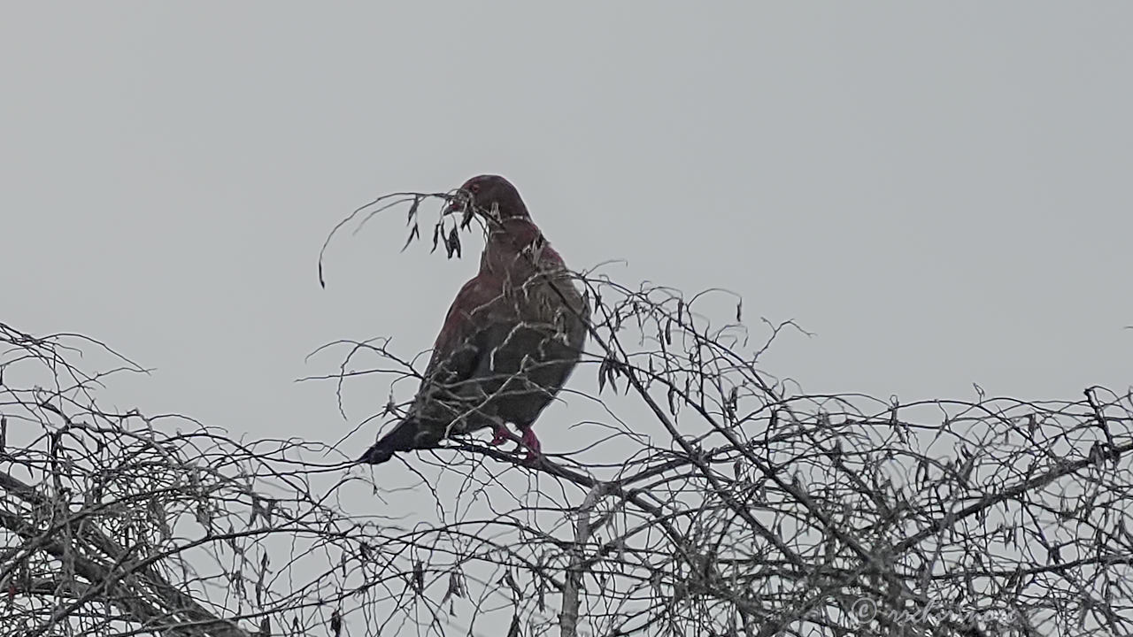 Peruvian pigeon