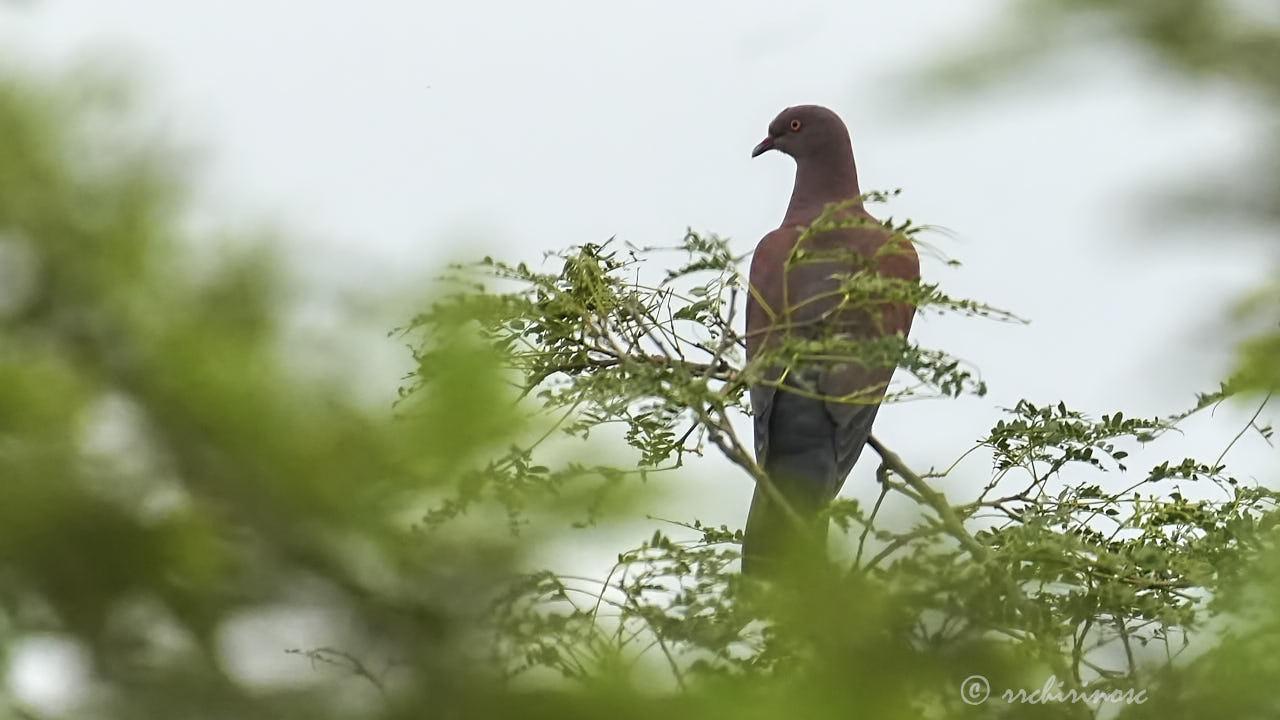 Peruvian pigeon