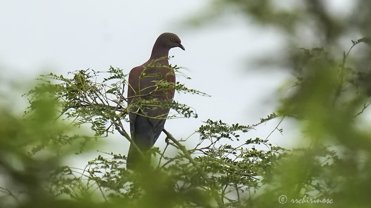 Peruvian pigeon