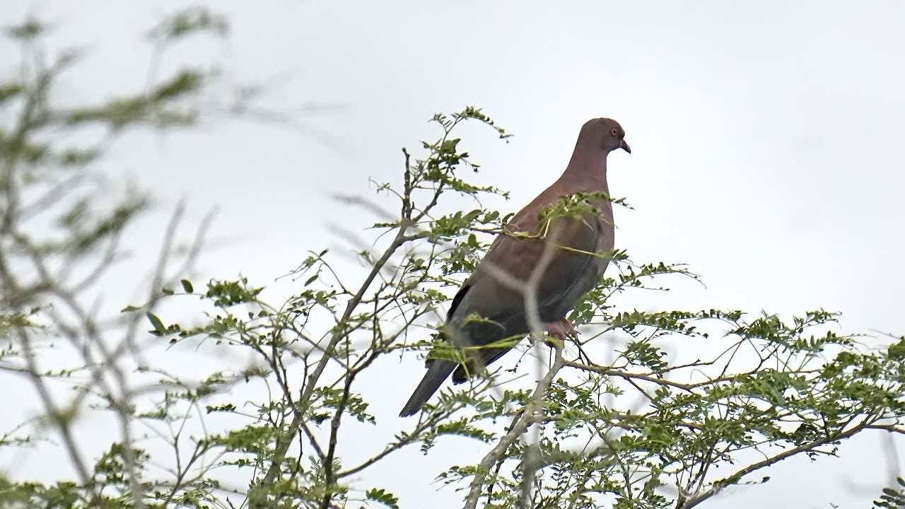 Peruvian pigeon