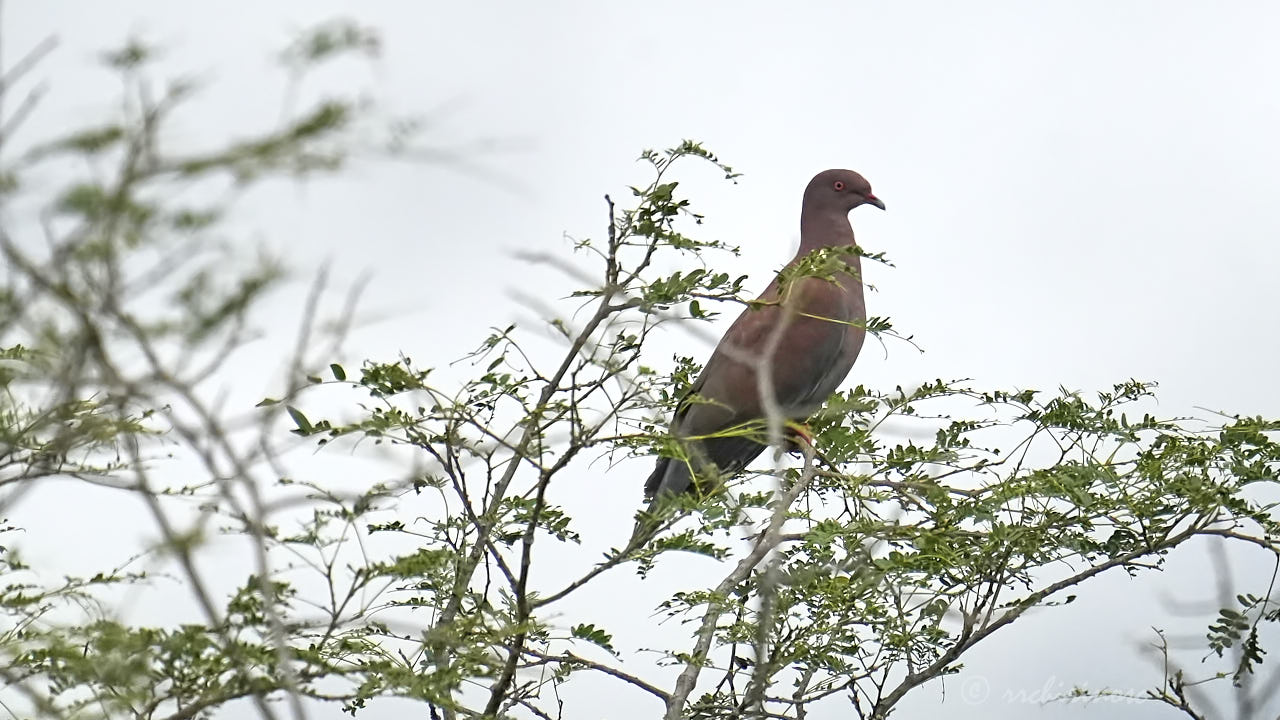 Peruvian pigeon
