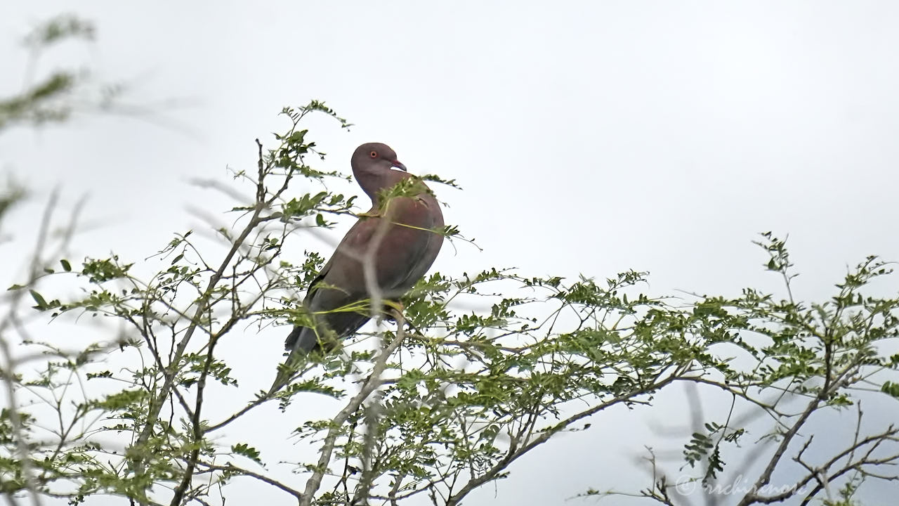 Peruvian pigeon