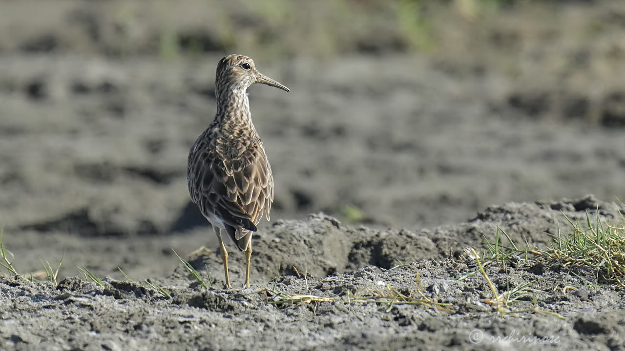 Pectoral sandpiper