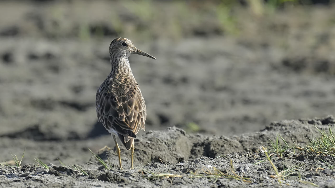 Pectoral sandpiper