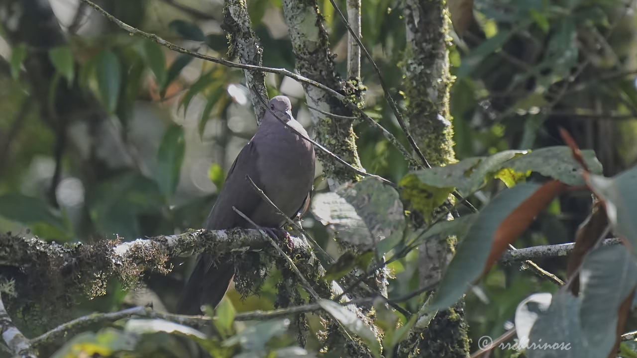 Plumbeous pigeon