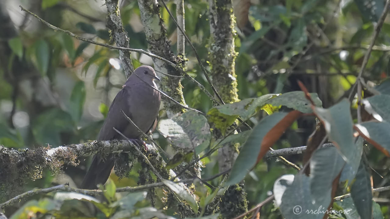 Plumbeous pigeon