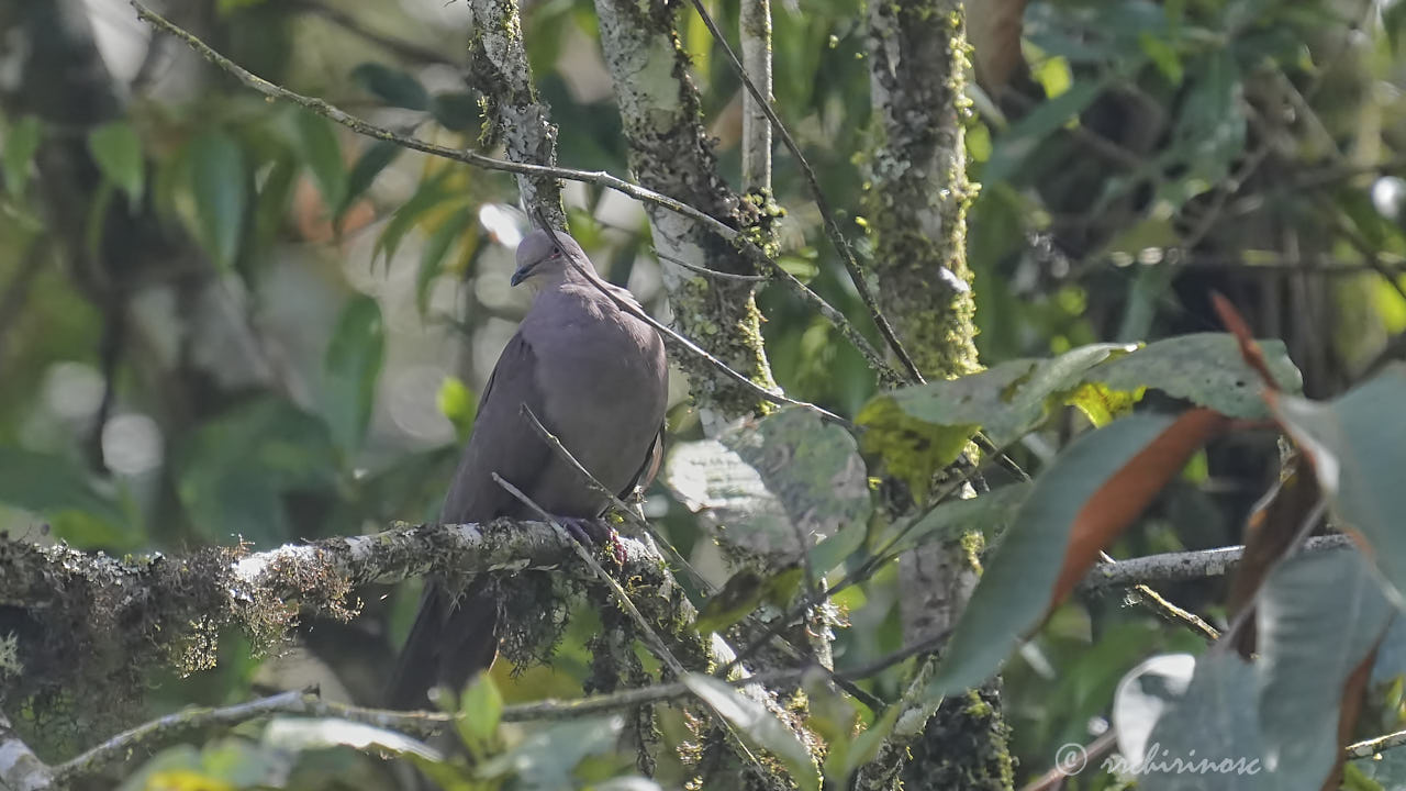 Plumbeous pigeon