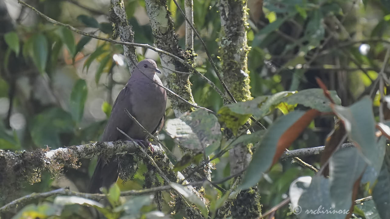 Plumbeous pigeon
