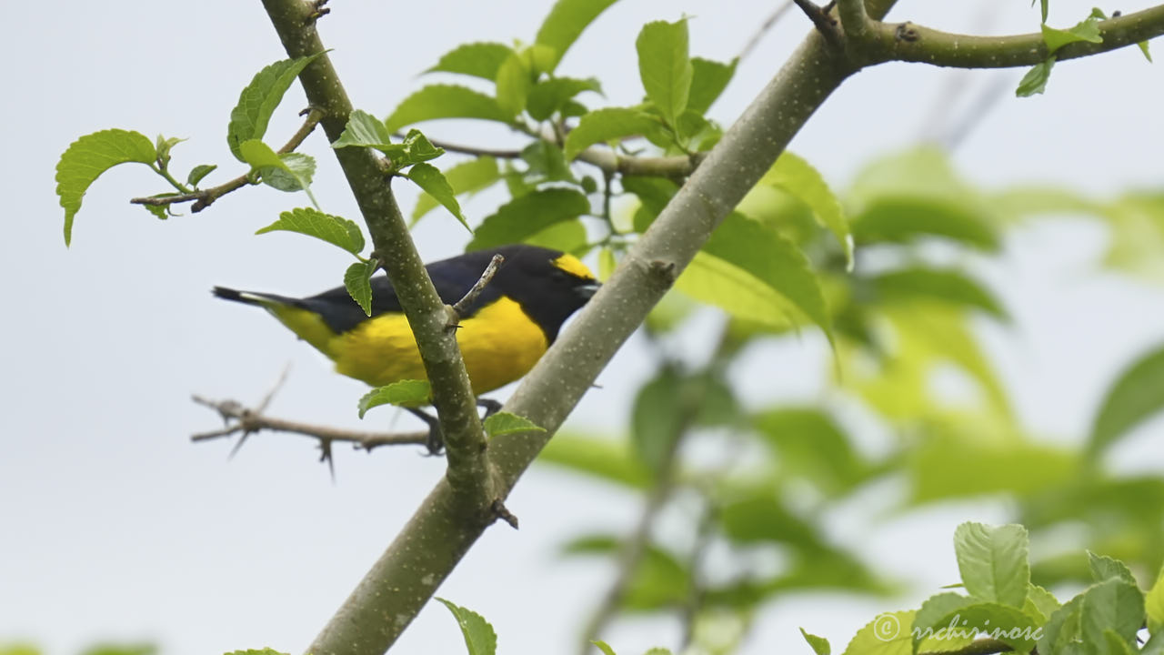 Purple-throated euphonia