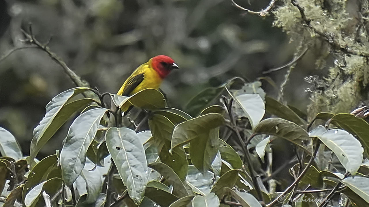 Red-hooded tanager