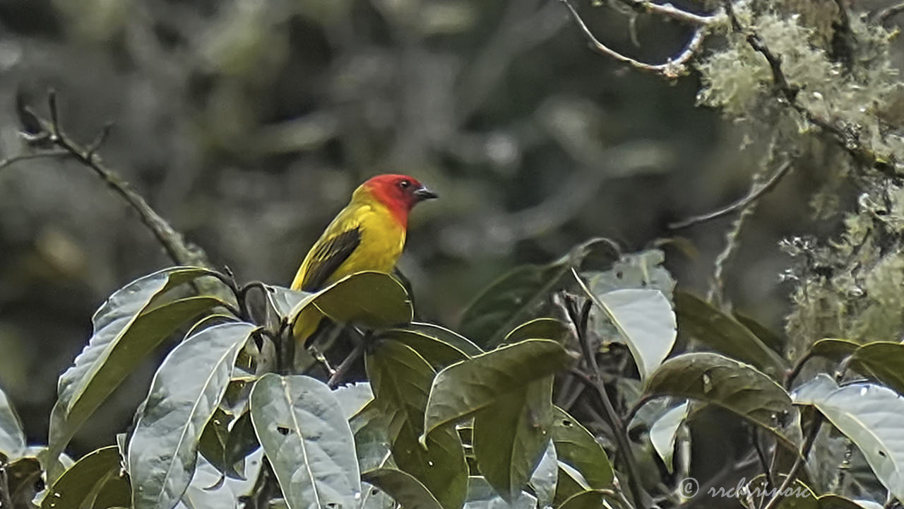 Red-hooded tanager